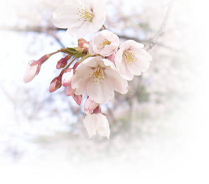 kirsikkapuun_kukka.jpg
